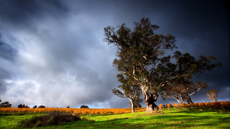 Old Tree in Vineyard