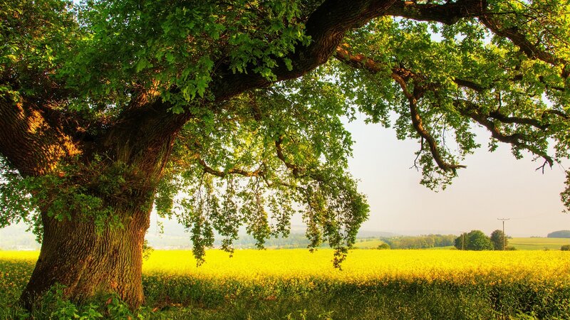 Old tree over yellow field