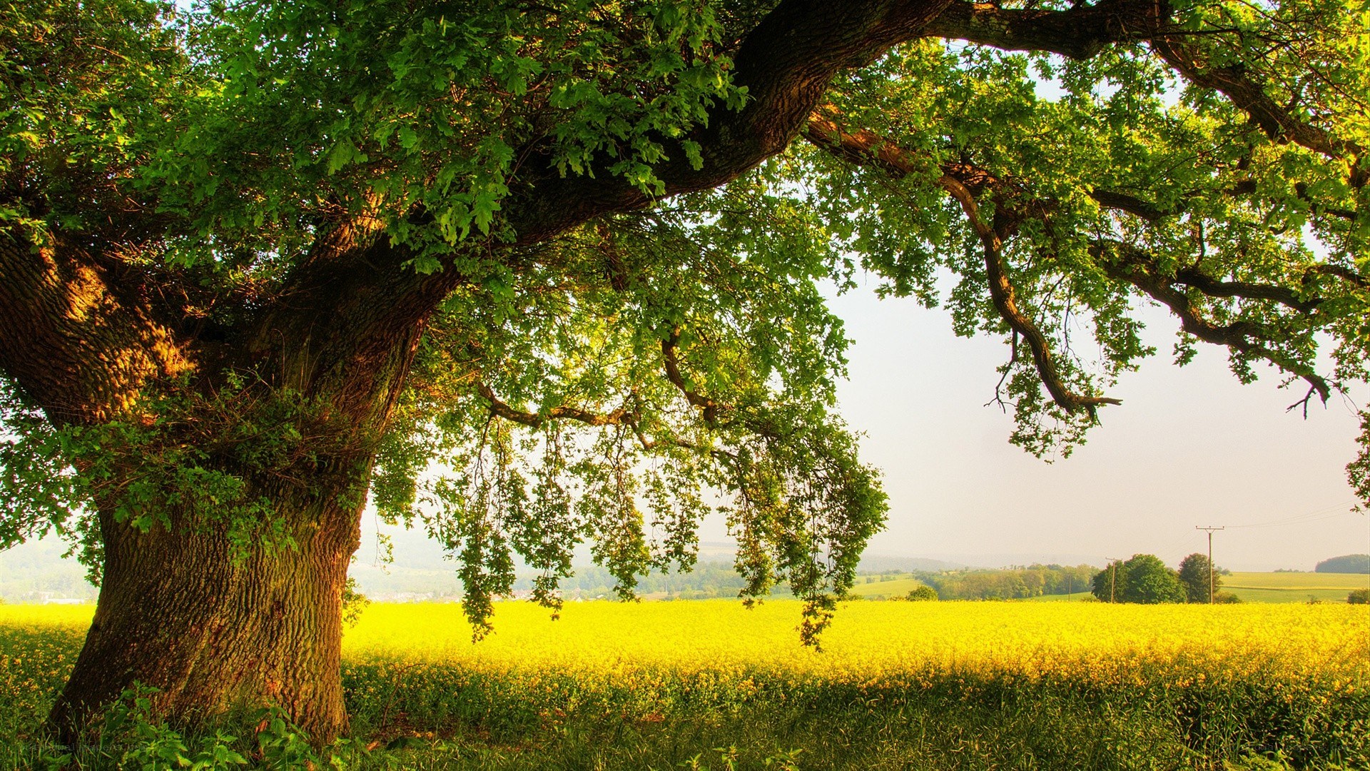 Old tree over yellow field