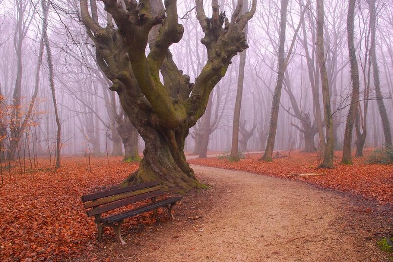 Old Tree with Bench — Brown