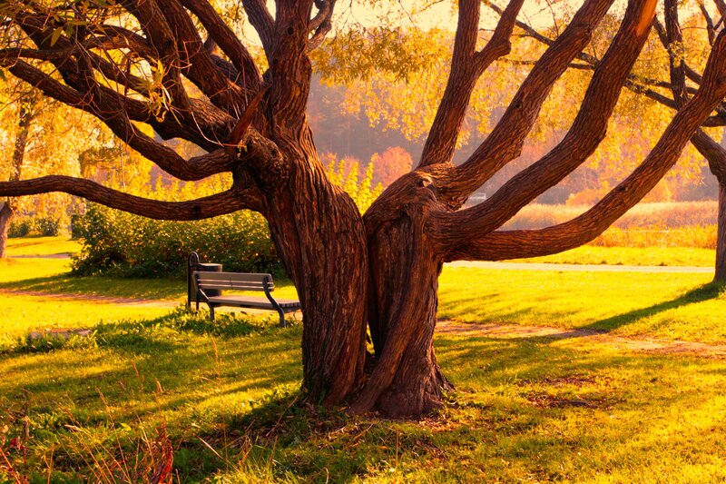 Old Tree with Bench — Green