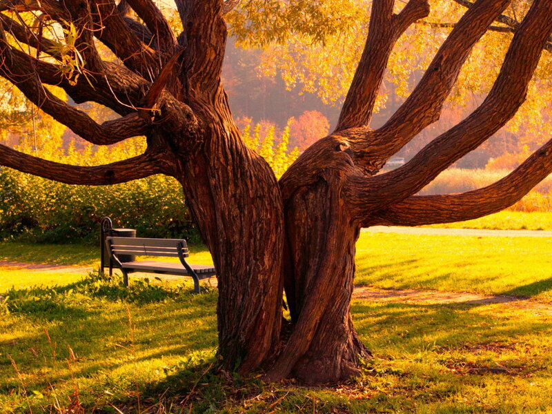 Old Tree with Bench