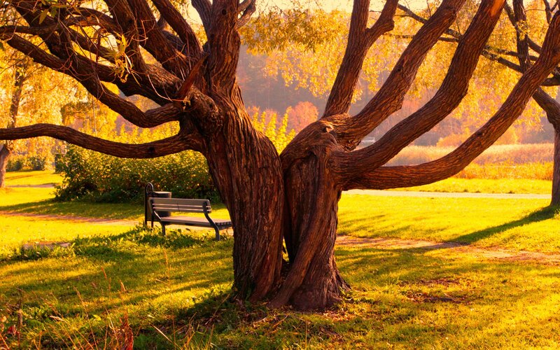 Old Tree with Bench — Yellow