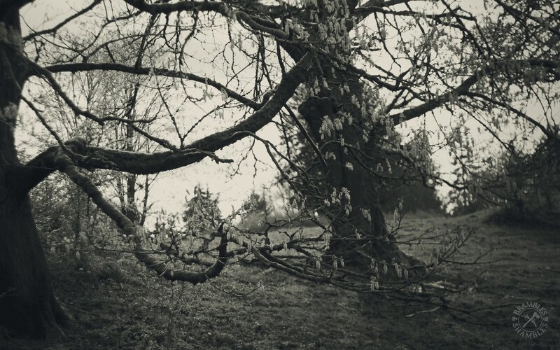 old tree with blossoms