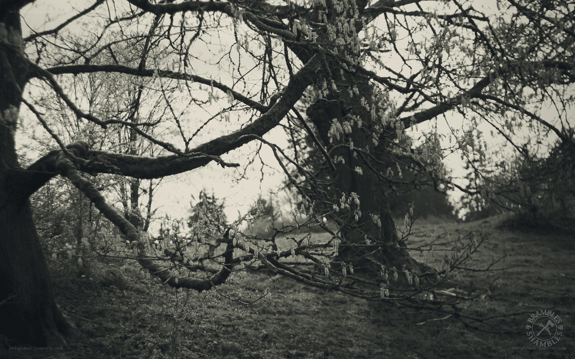 old tree with blossoms