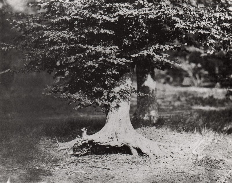 Old tree with exposed roots