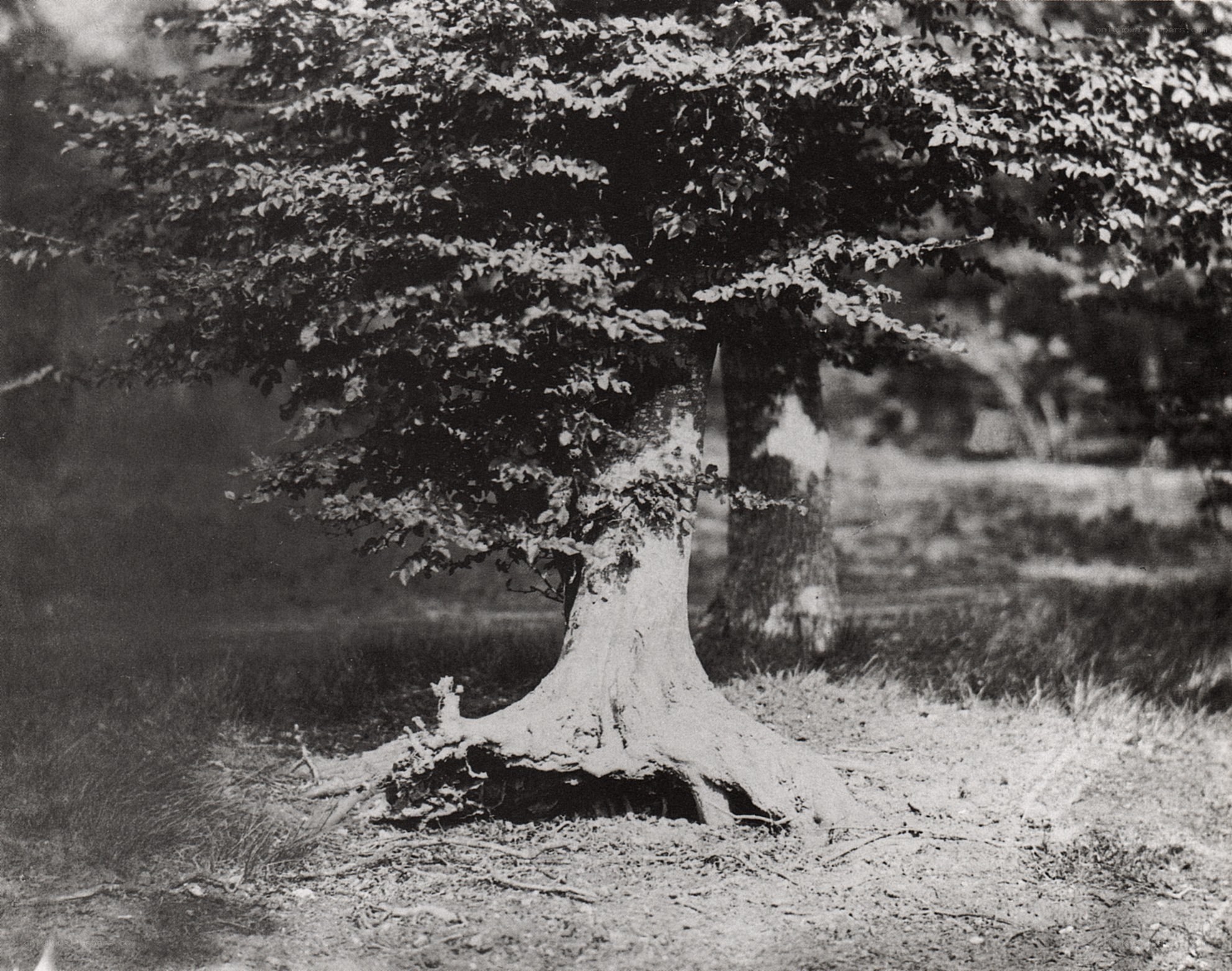 Old tree with exposed roots