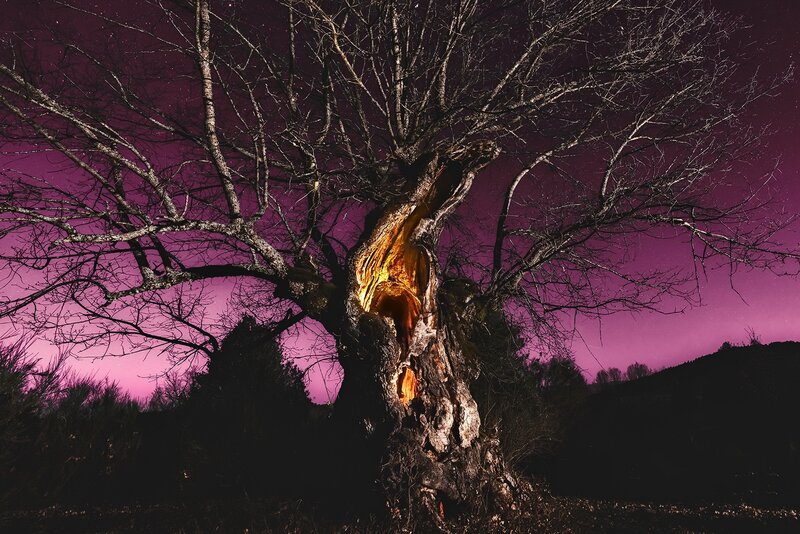 Old Tree with Glowing Core