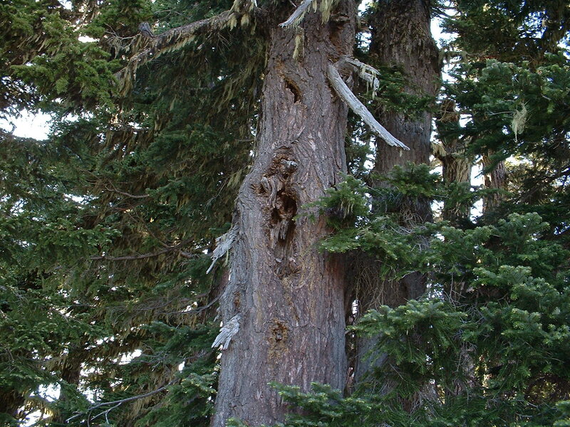 Old tree with hollow trunk