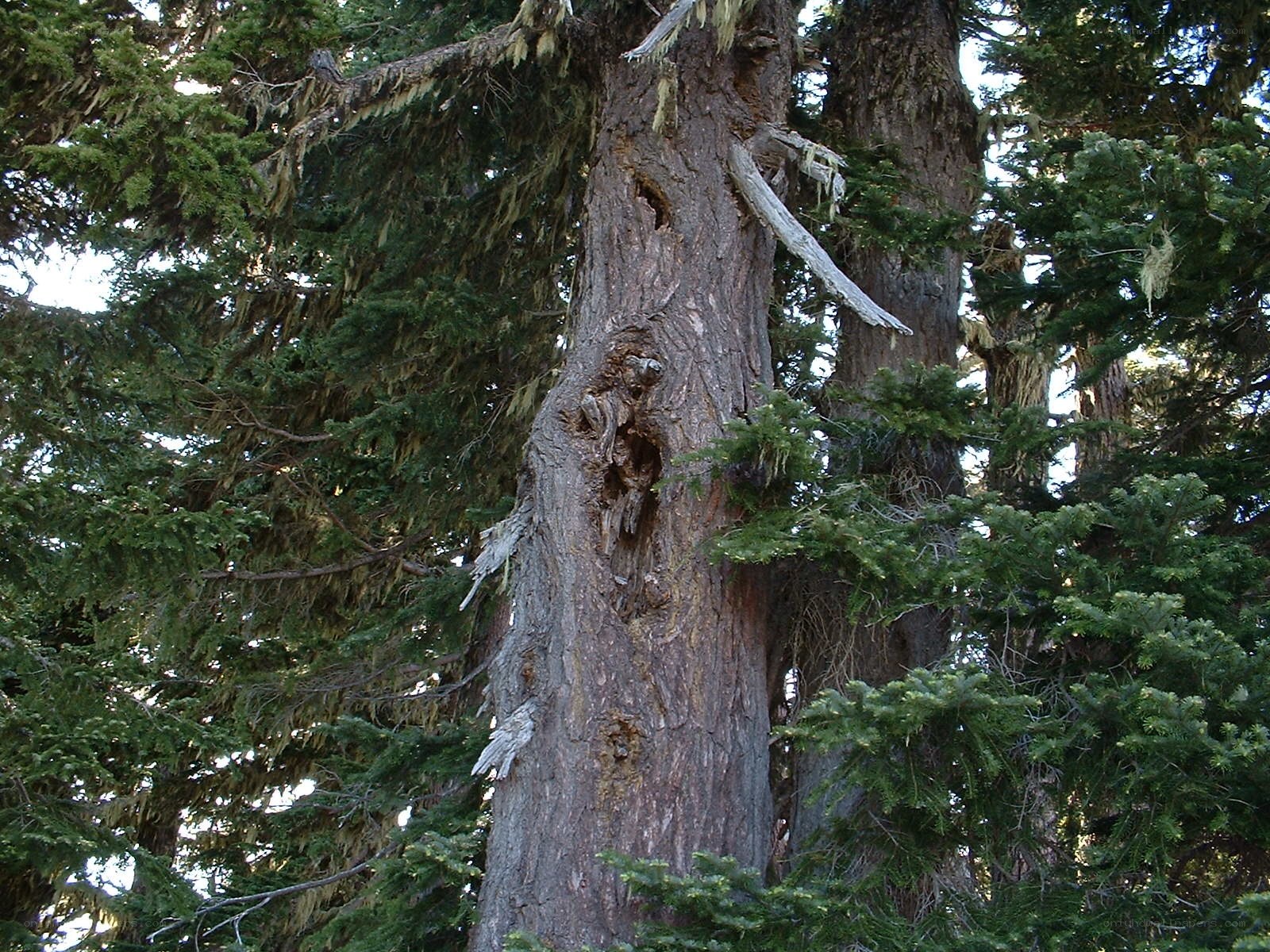 Old tree with hollow trunk