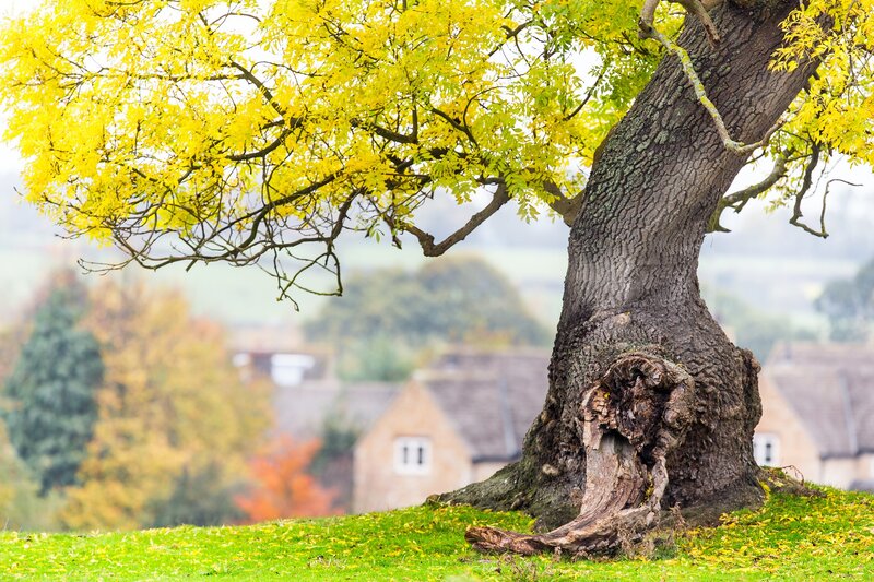 Old Tree with Yellow Leaves