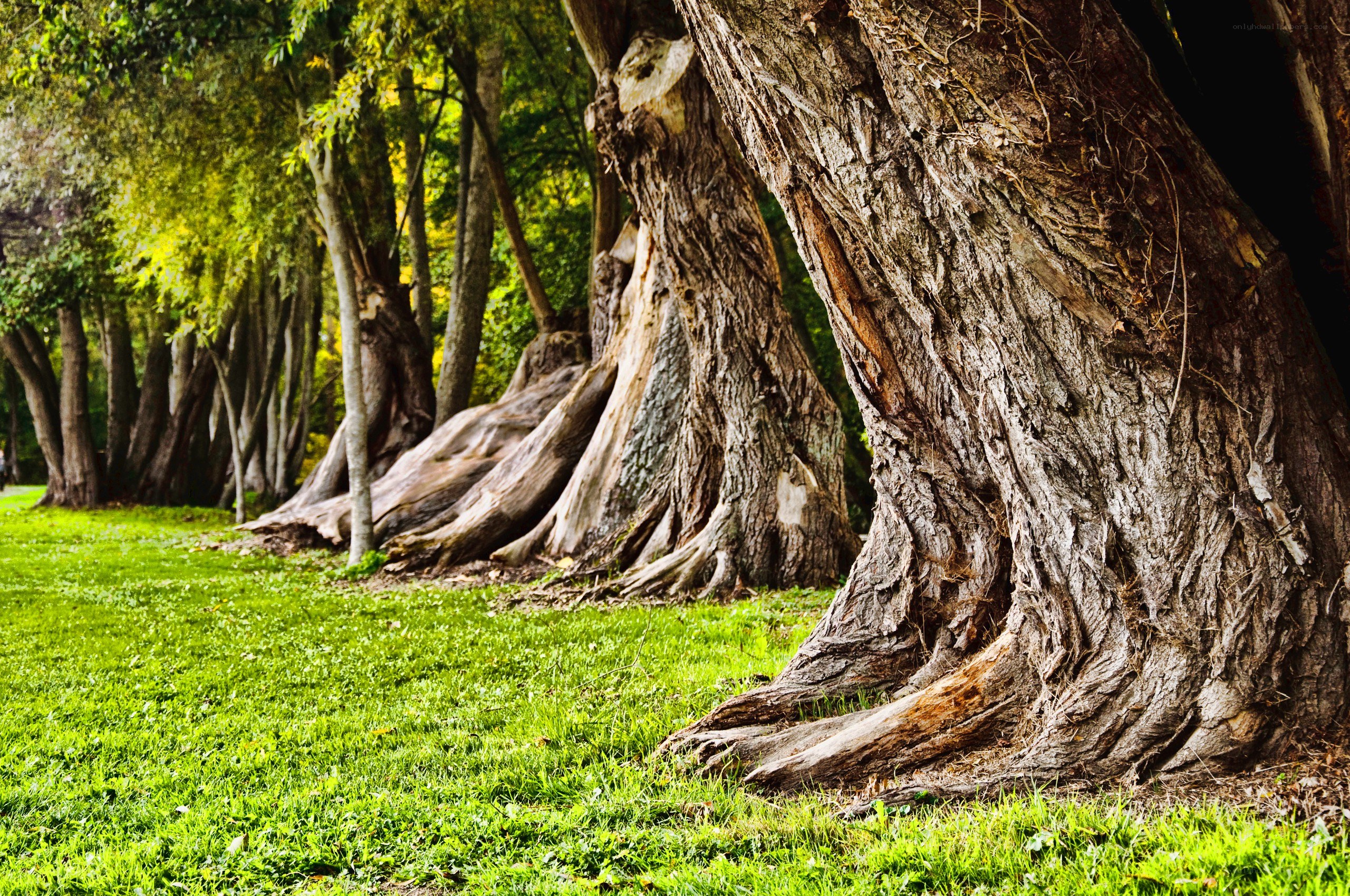 Old trees in a green park