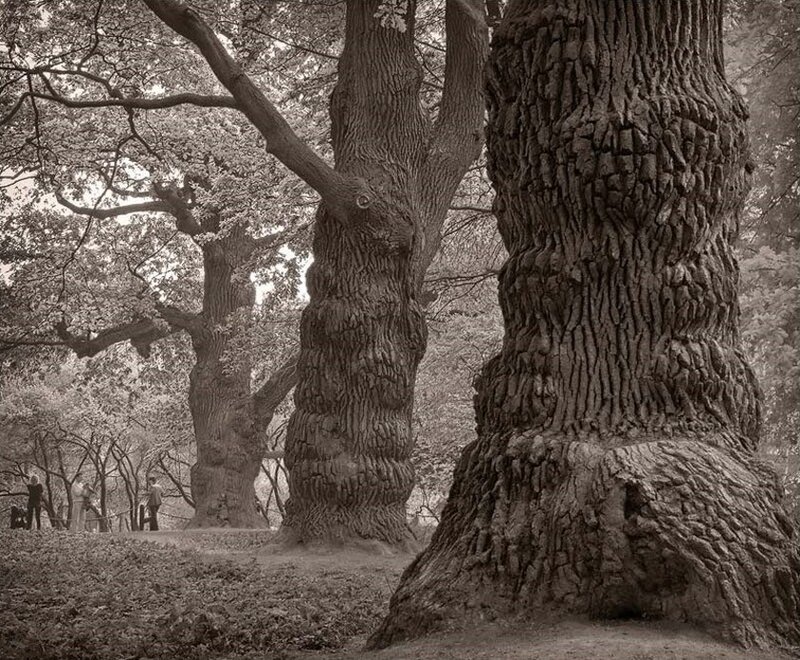 Old Trees in Park