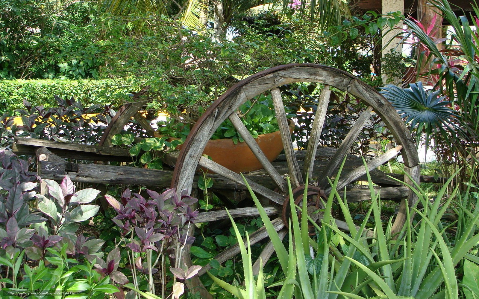 Old wagon wheel in garden
