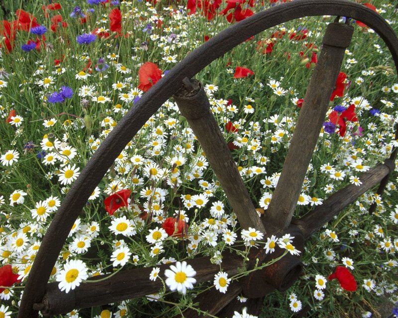 Old Wagon Wheel in Wildflowers