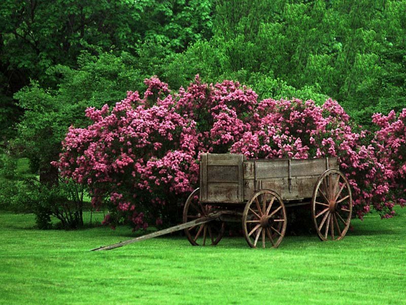 Old wagon with pink flowers