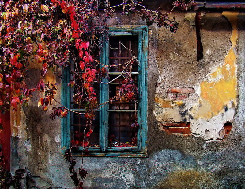 Old window with autumn vines
