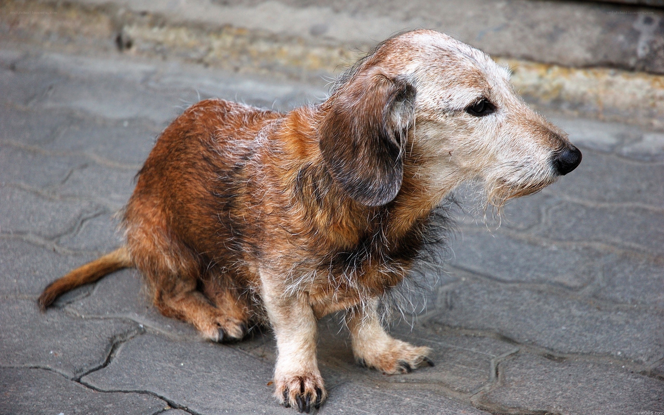 old wire-haired dachshund on pavement