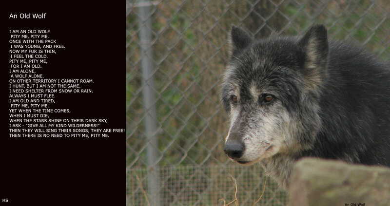 Old Wolf in Enclosure