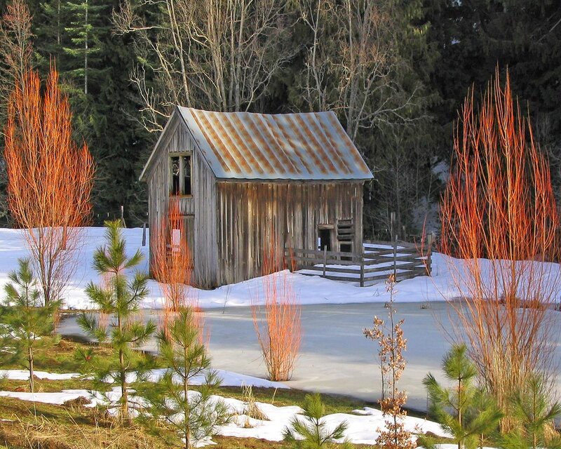 Old Wooden Shed