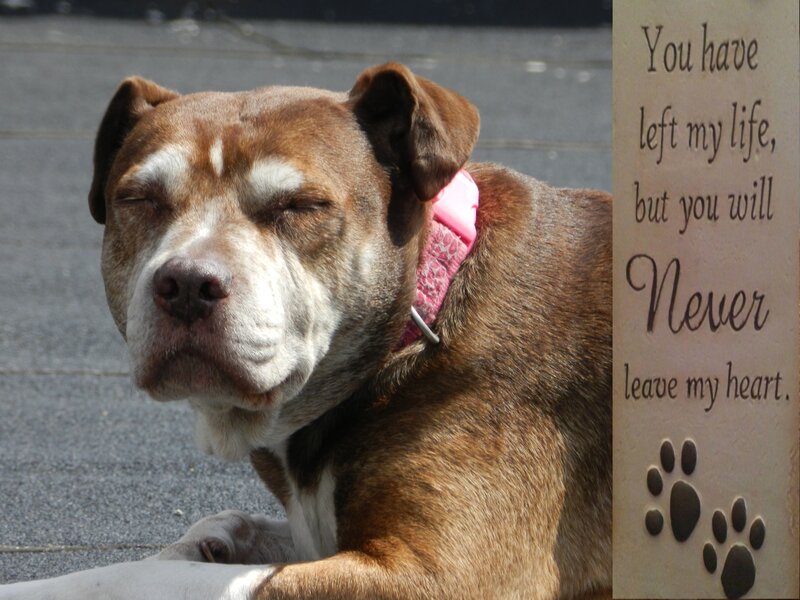 Older Brown Dog — Serene