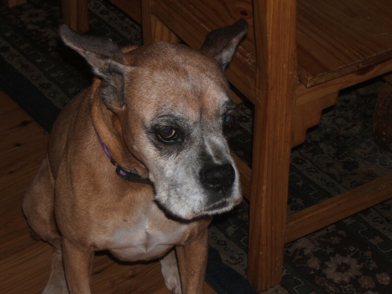 Older Brown Dog