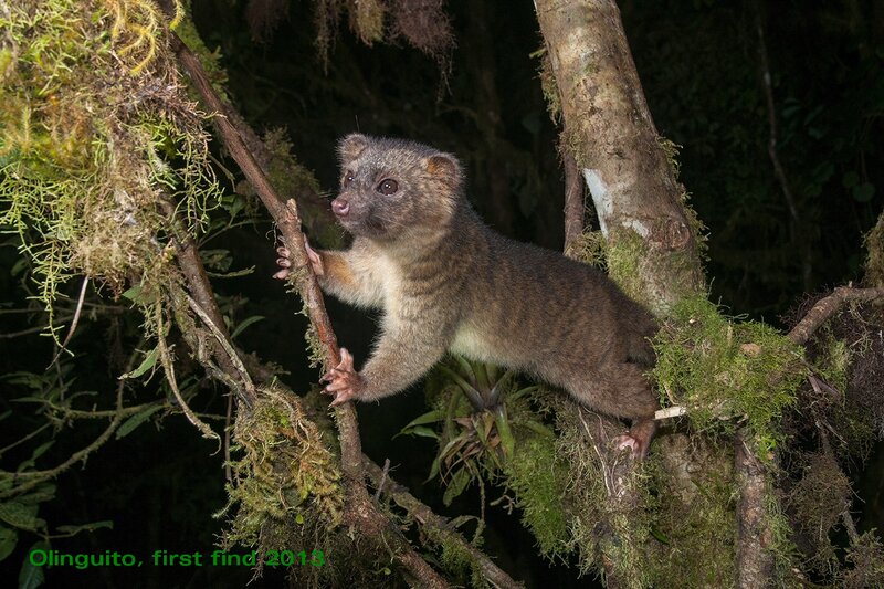 Olinguito on Tree Branch