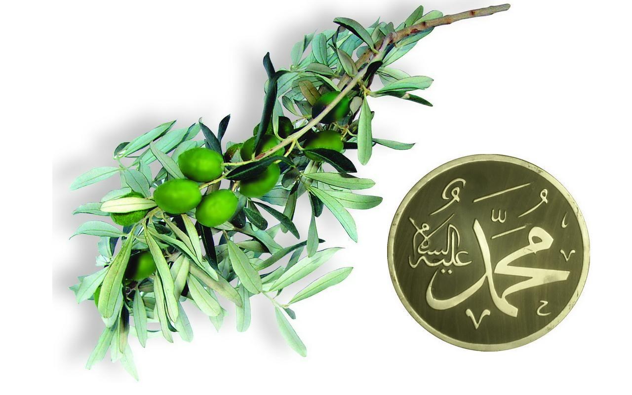 olive branch and coin