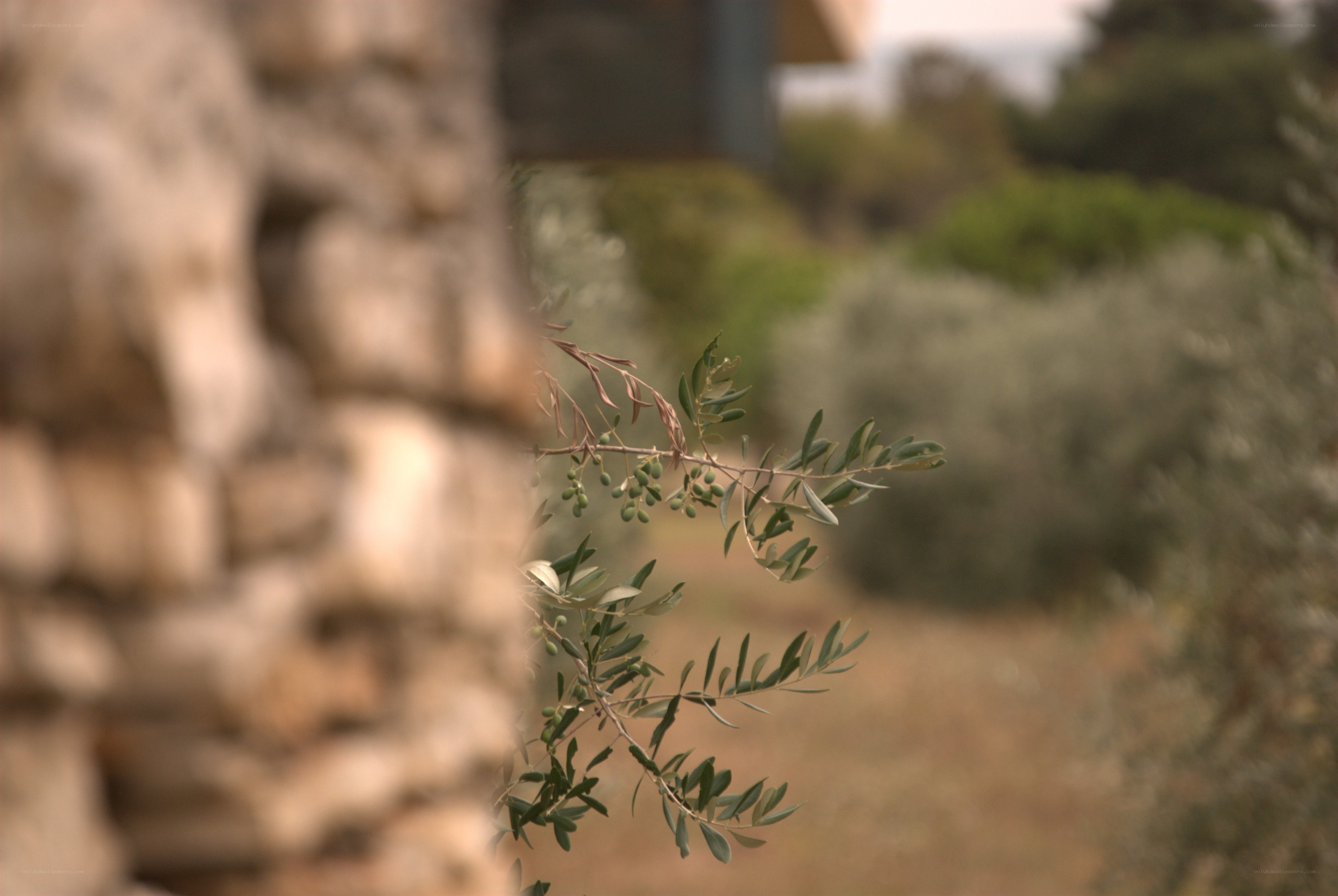 olive branch in garden