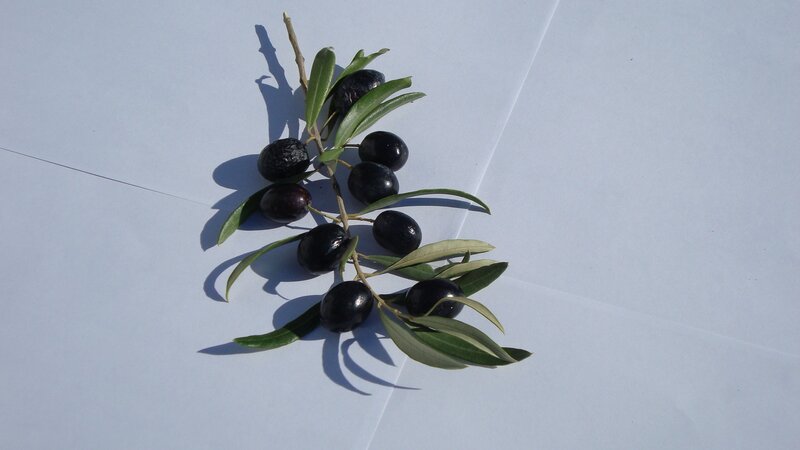 olive branch with black olives