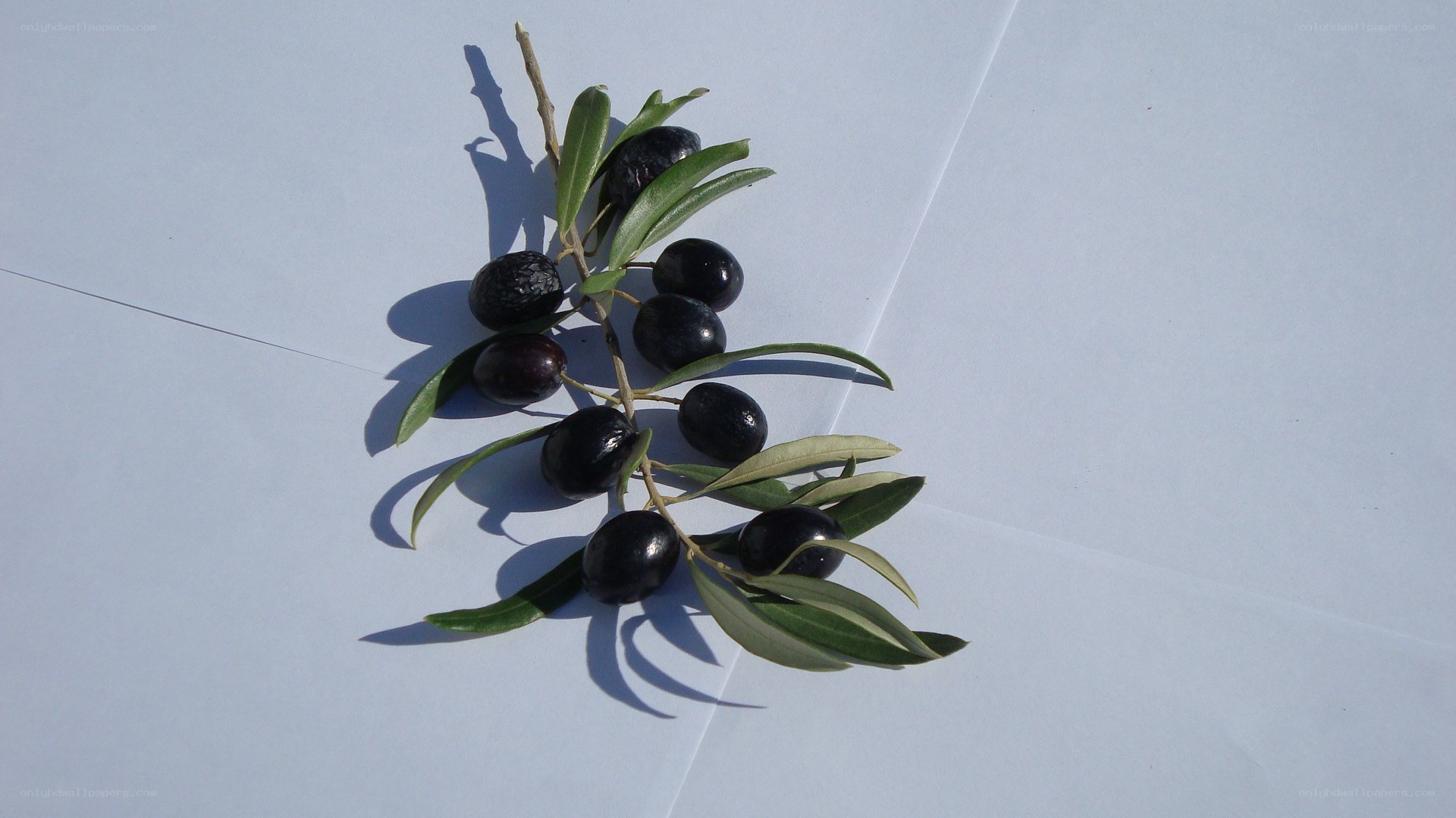 olive branch with black olives