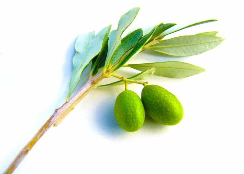 Olive Branch with Green Olives