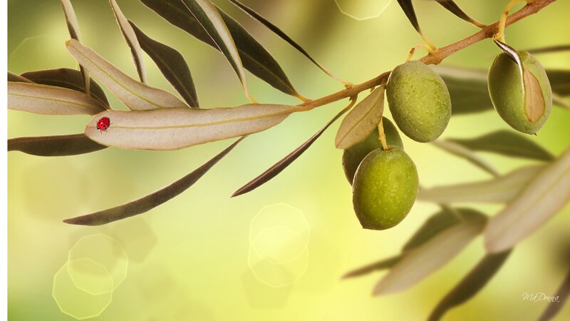 Olive Branch with Ladybug
