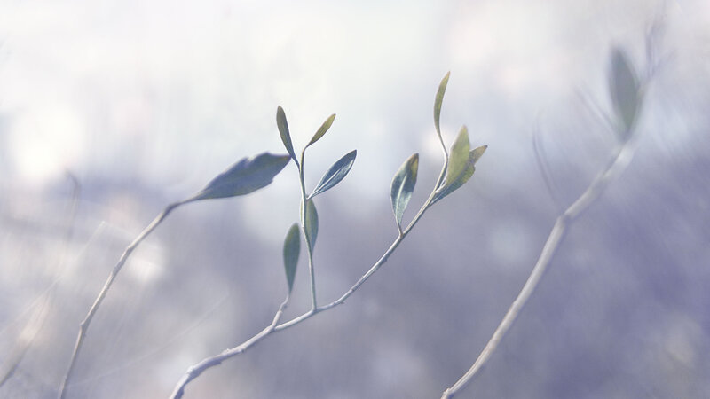 Olive Branch with Leaves