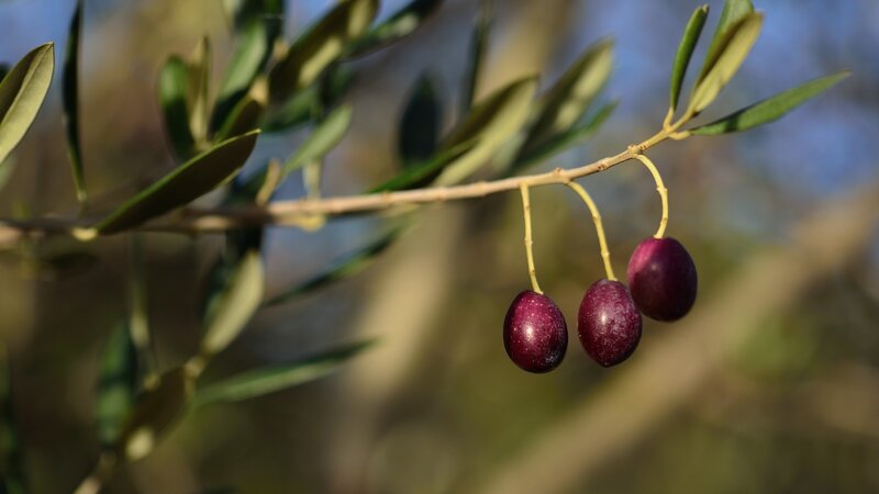olive branch with ripe olives