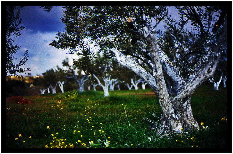 Olive grove at dusk