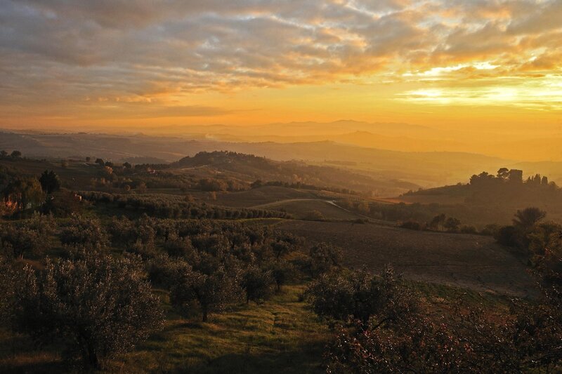 Olive Grove at Sunset — Orange