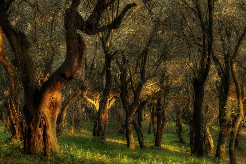 Olive Grove at Sunset