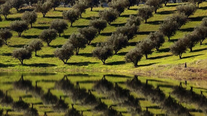 Olive grove by the lake