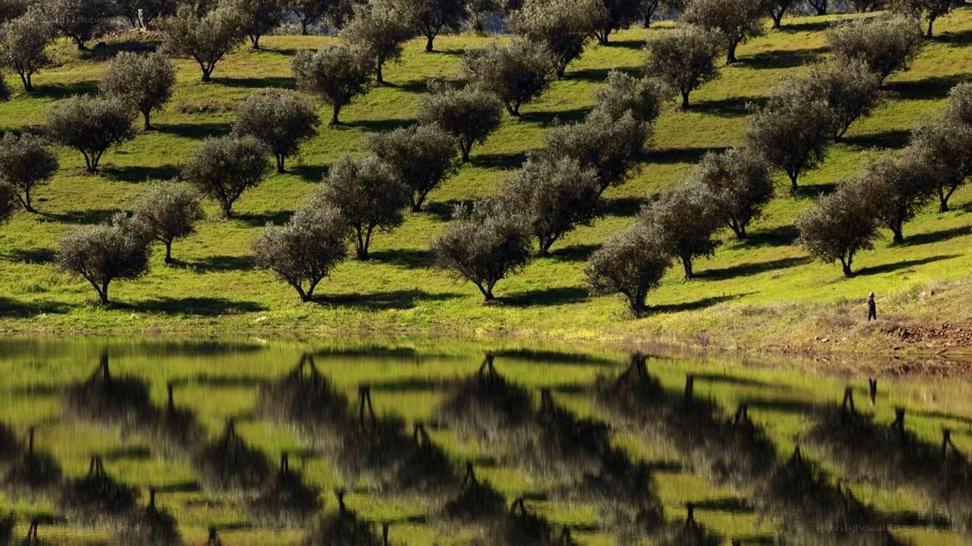 Olive grove by the lake