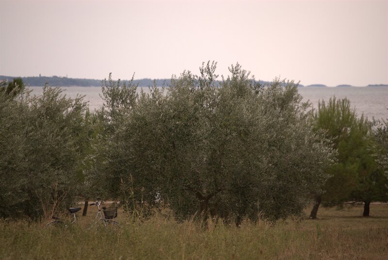 Olive grove by the sea