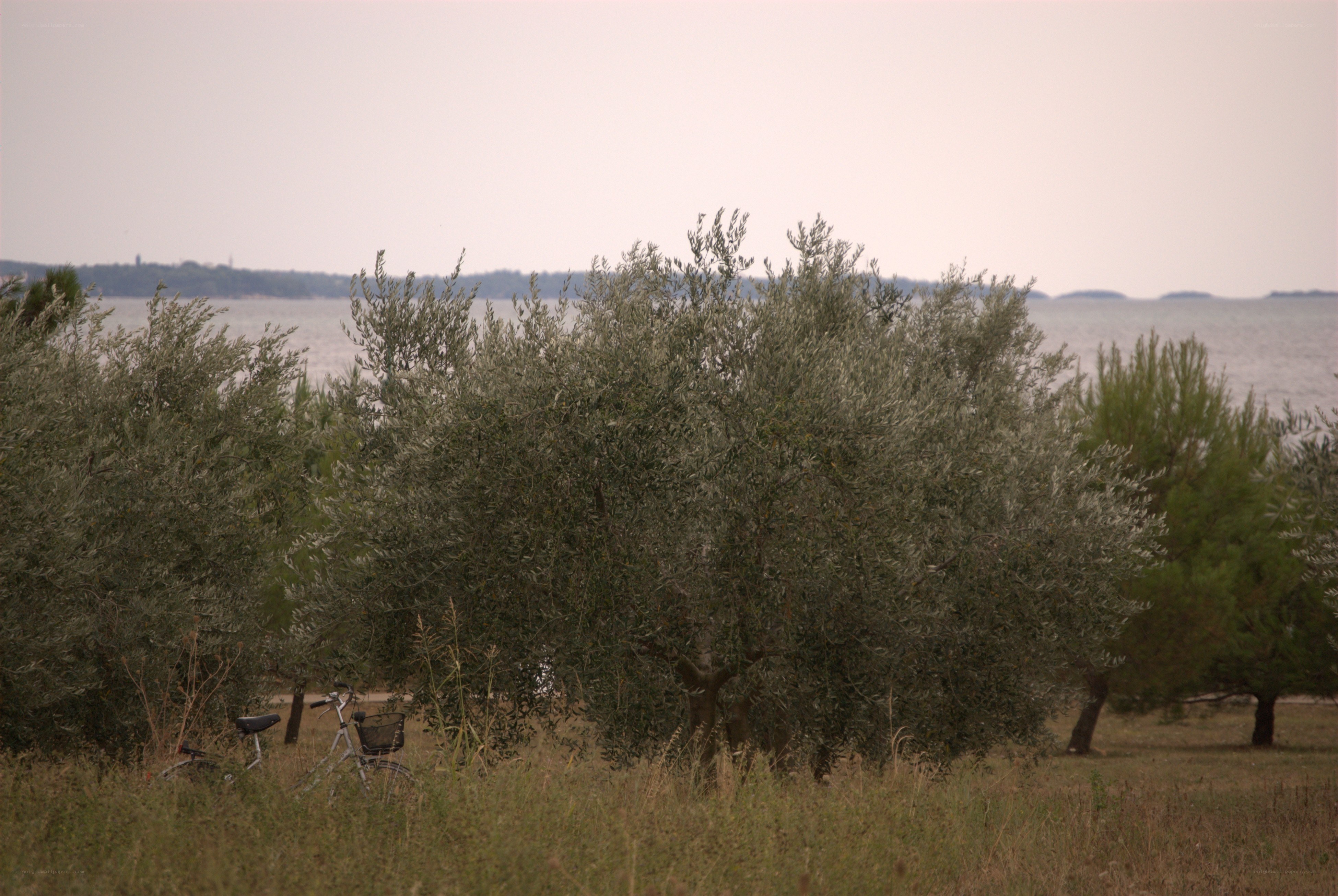 Olive grove by the sea