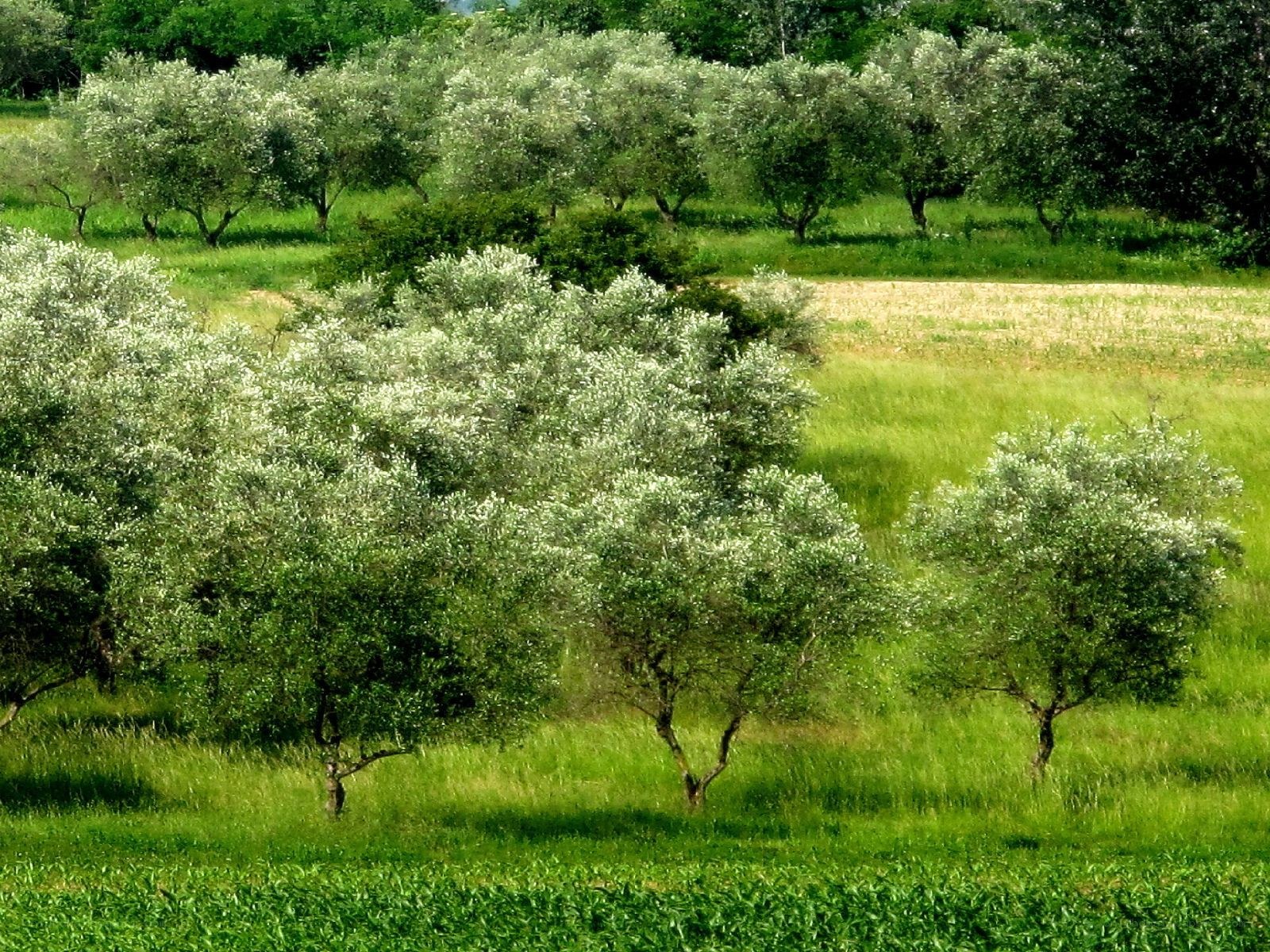 Olive grove in a green field