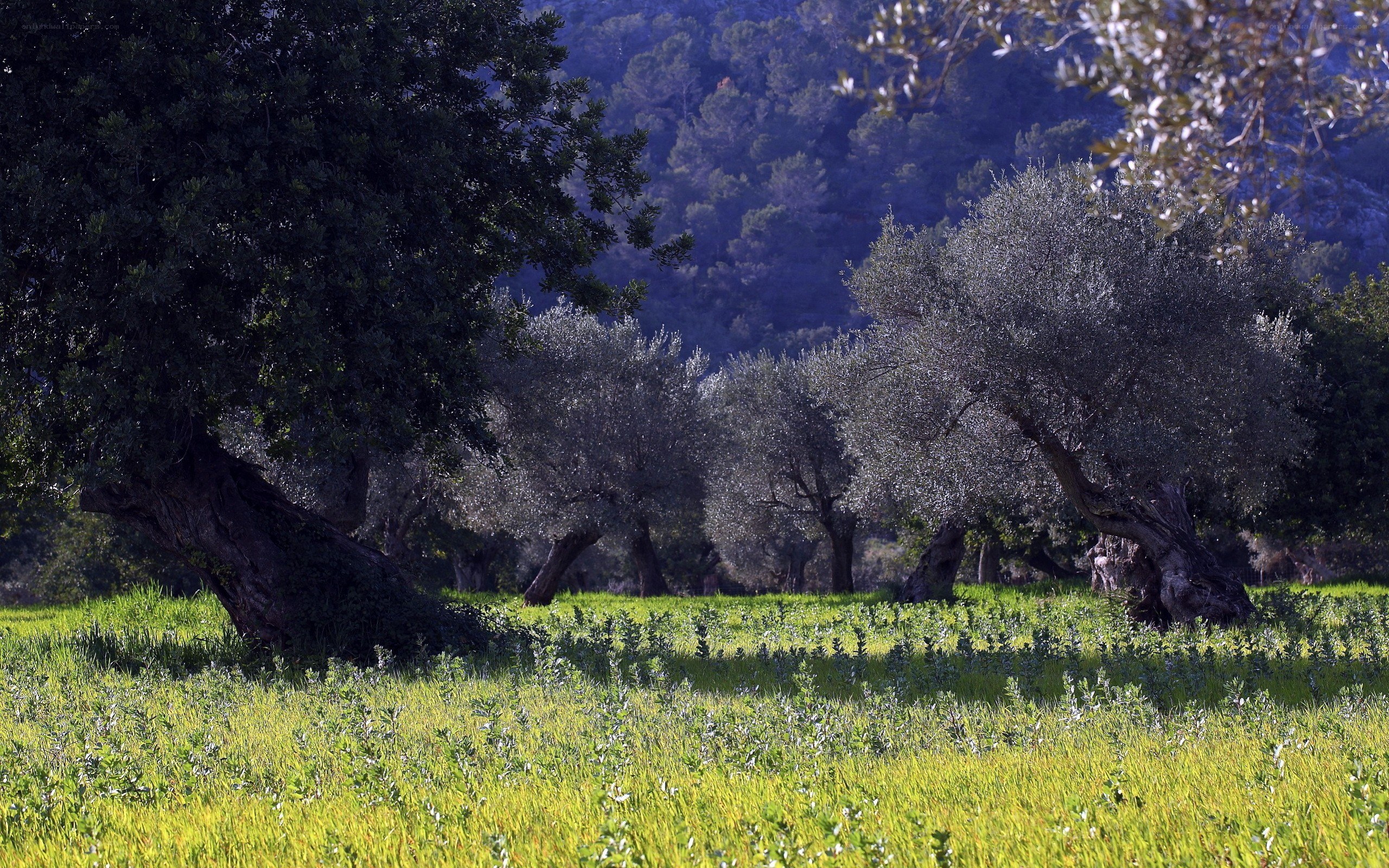 Olive grove in a sunlit field