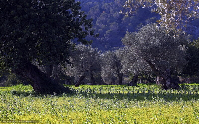 Olive grove in a sunlit valley