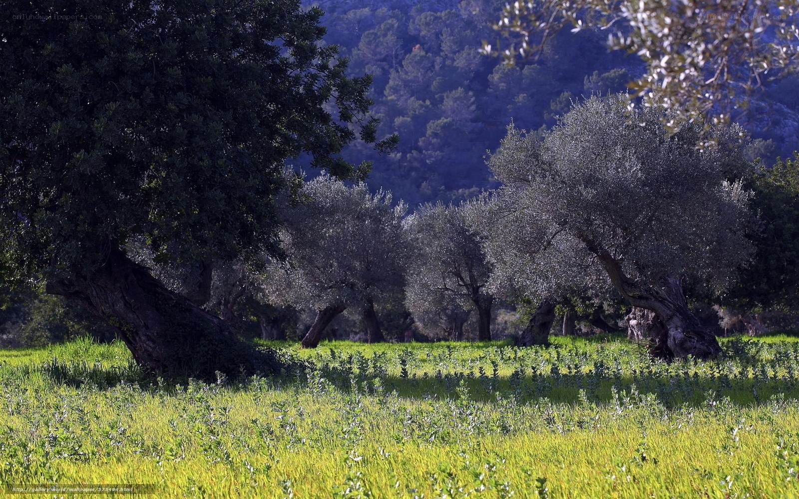 Olive grove in a sunlit valley