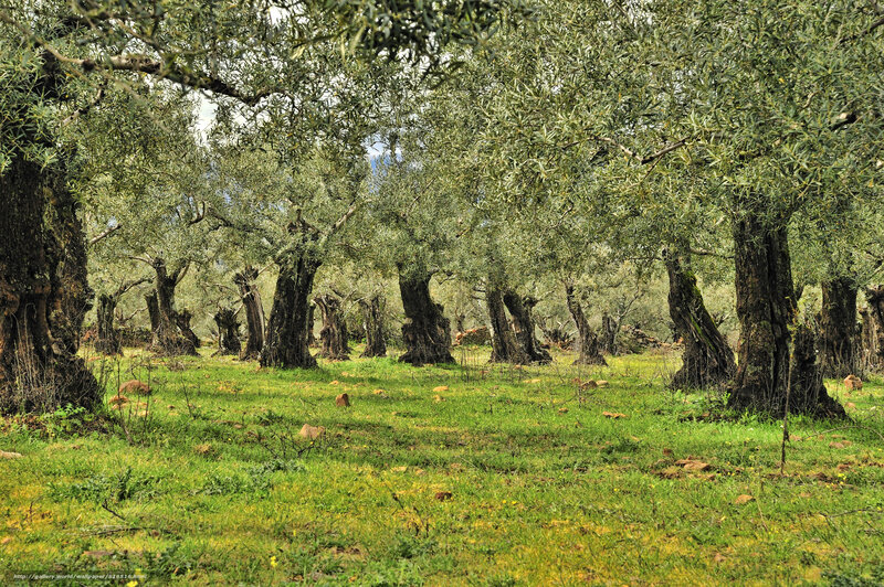 olive grove in spring