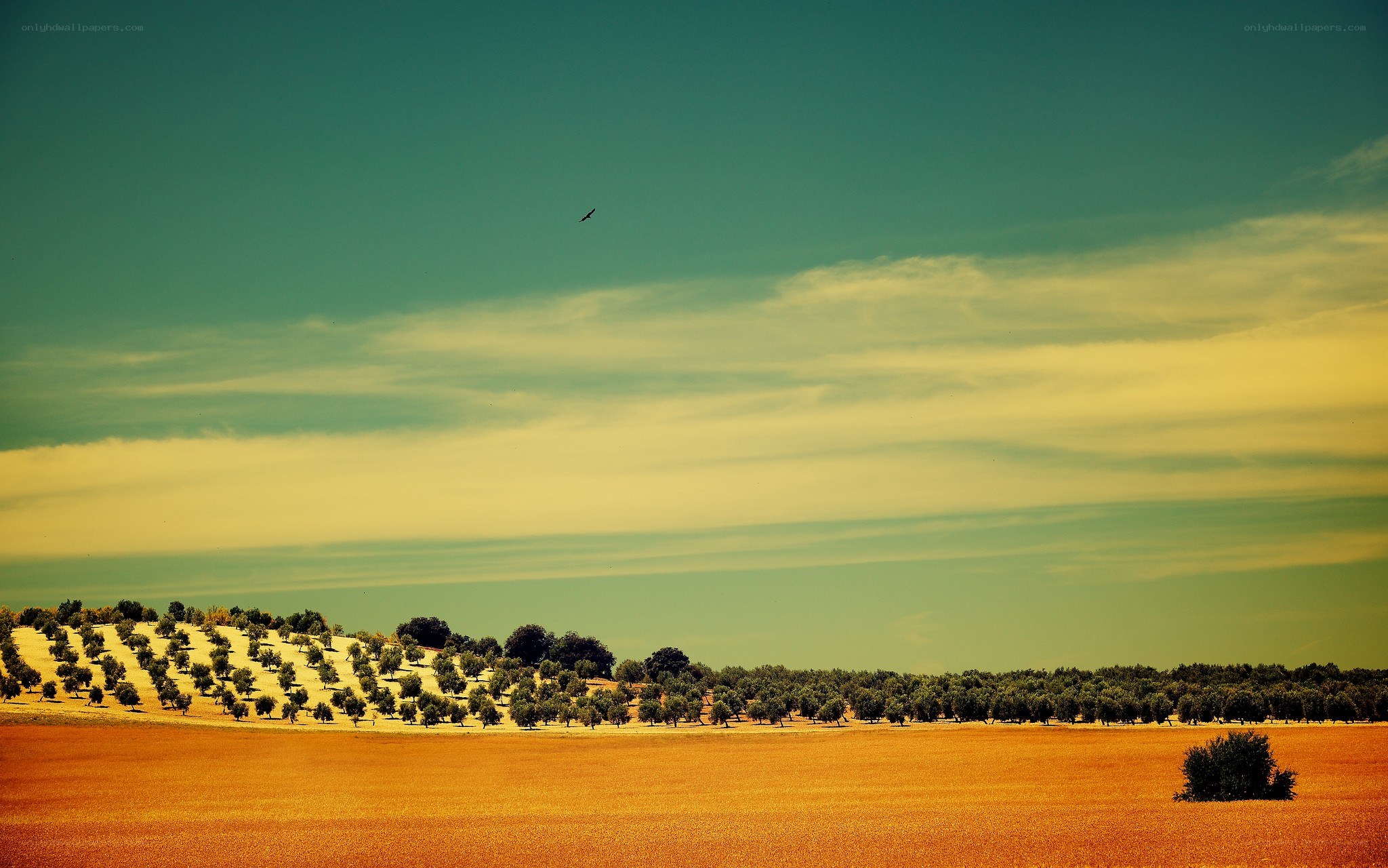 Olive grove under a vast sky