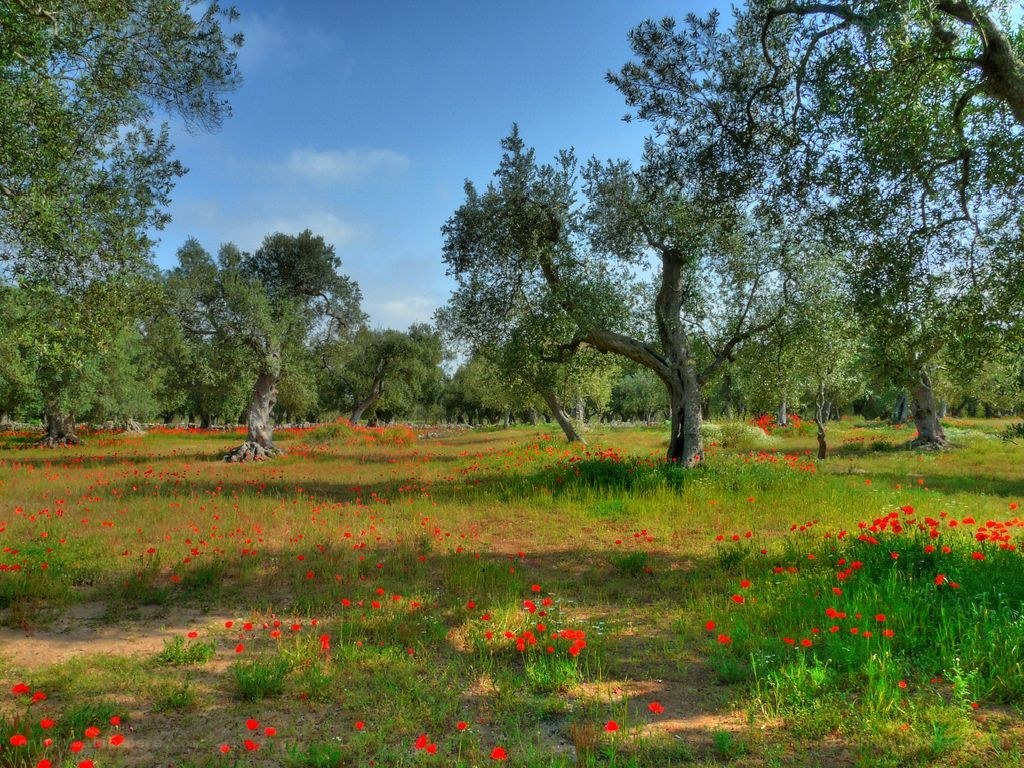 Olive grove with poppies