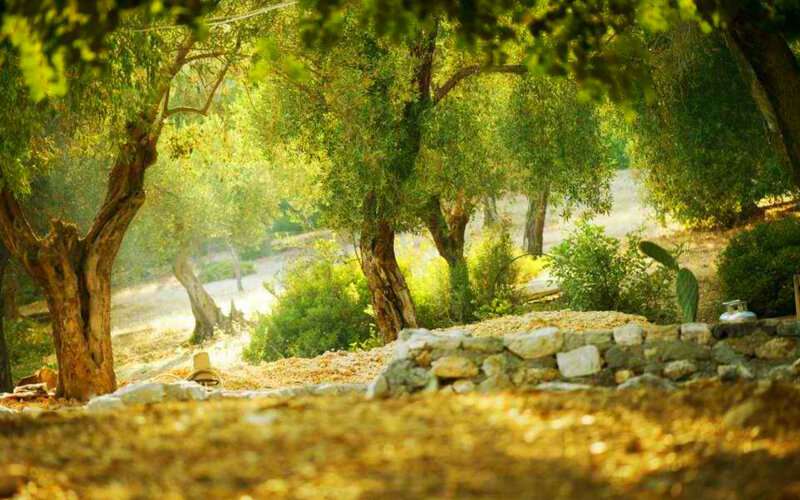 Olive Grove with Stone Wall — Green